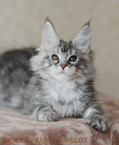 Помет С / Litter C :: Котята мейн кун, купить котенка мэйн кун